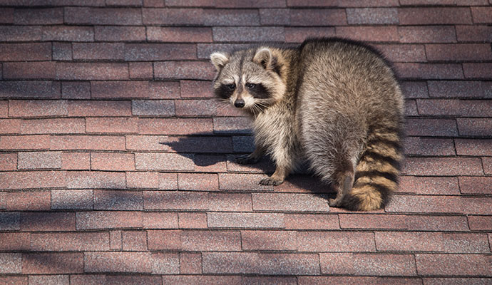 Raccoon on roof