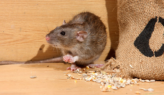 Rodent damaging grain sack