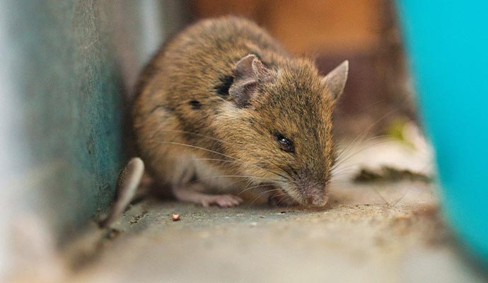 Rodent infestation