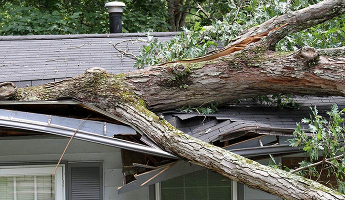 Big tree damaged house roof due to storm