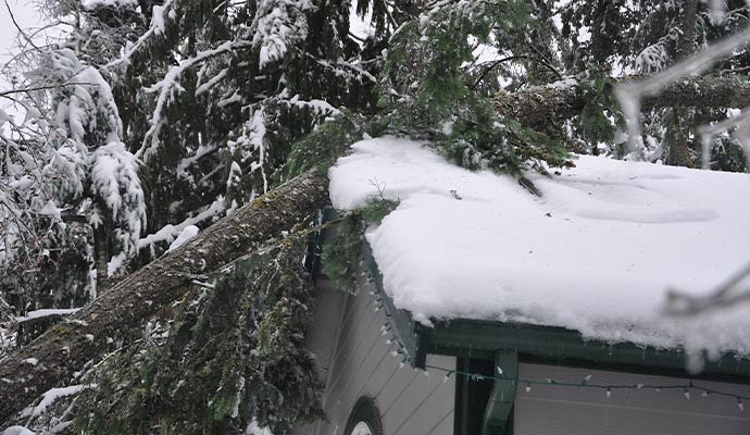 Tree fallen on snow covered roof