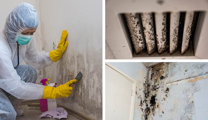 Collage of mold removal, vent mold, and black mold.