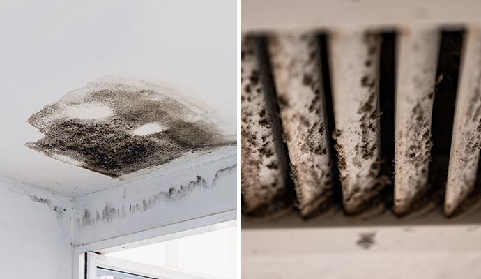 Collage of mold damaged property