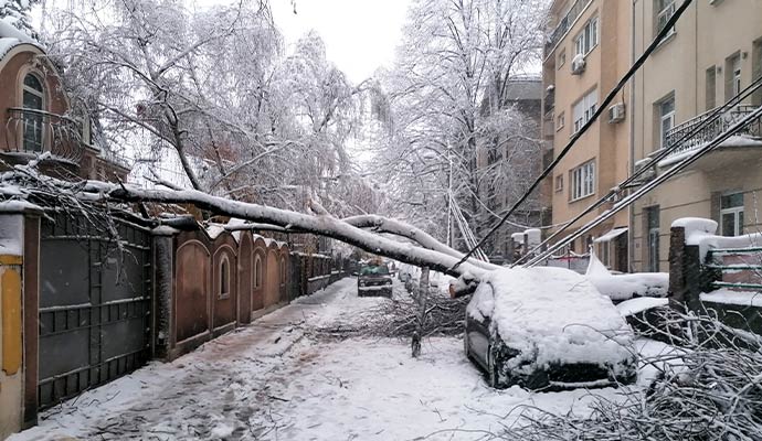 Fallen tree on car winter storm damage