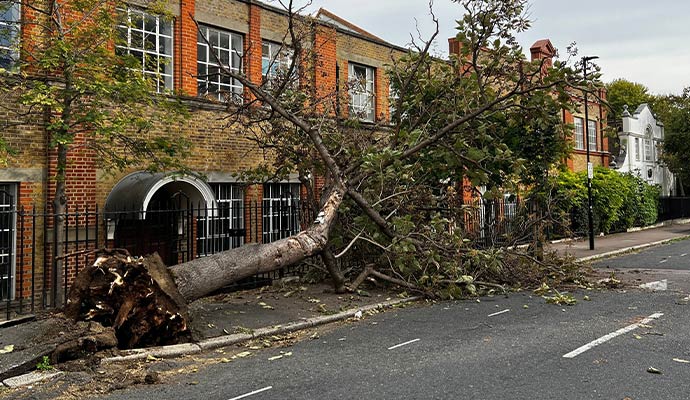 Fallen tree storm damage