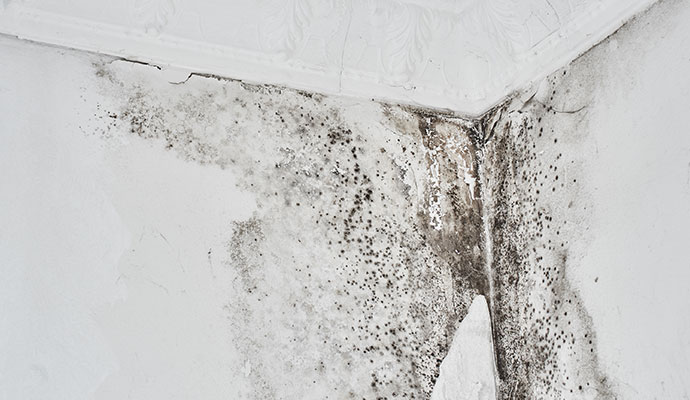 Mold growth on wall corner