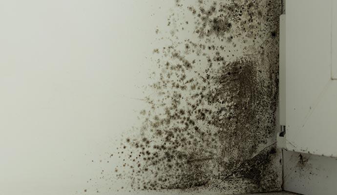 A moldy wall