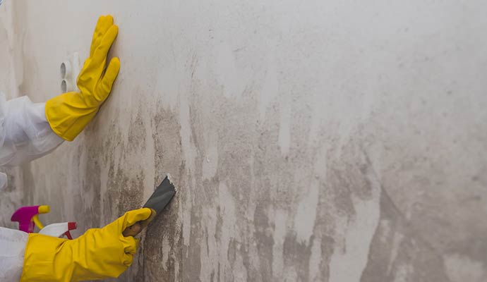 Professional mold remediation scraping wall