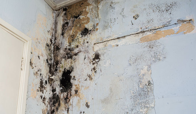 Severely damaged wall by mold