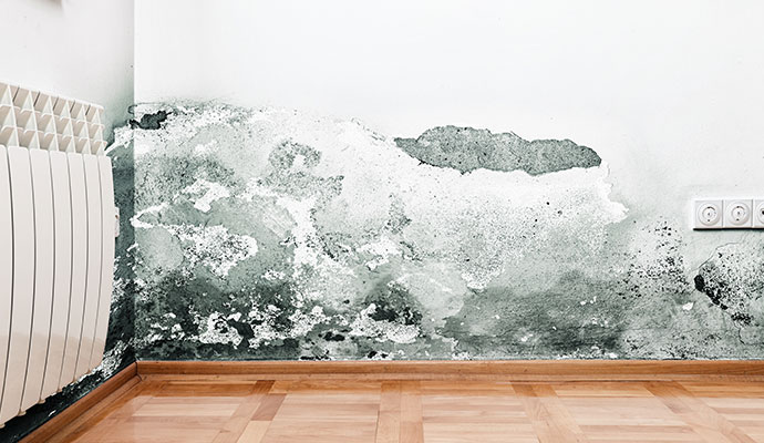 Mold and peeling paint on water damaged wall