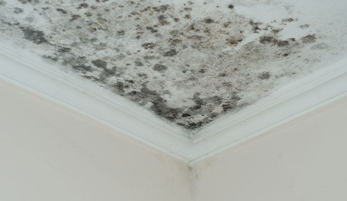Mold damaged ceiling corner