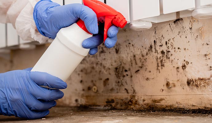 Professional mold decontamination Professional mold decontamination