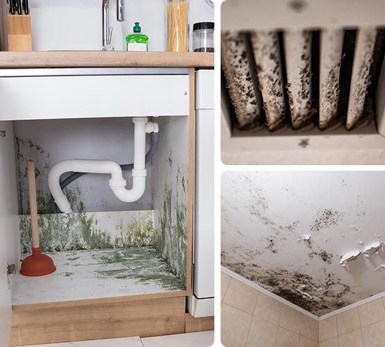 Collage of mold in different areas