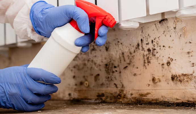 Professional mildew removal