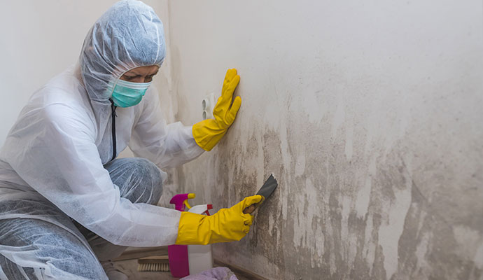 Professional mold remediation service