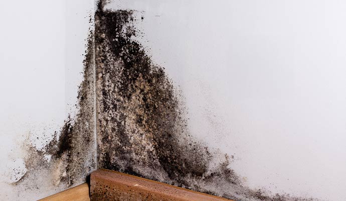 Black mold remediation on wall