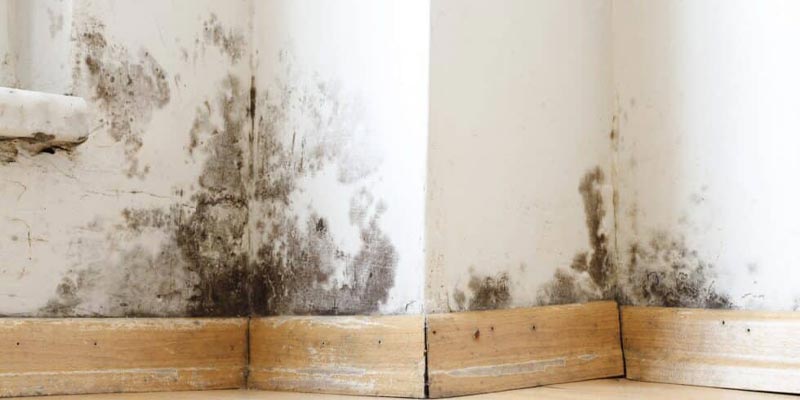 Toxic Mold in Home Toxic Mold in Home