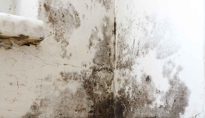 Mold growth on the wall