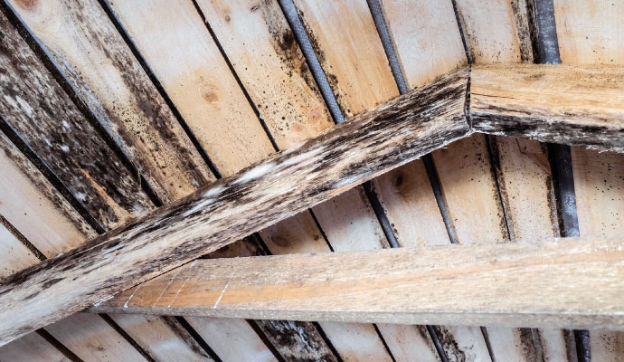 Mold on the attic