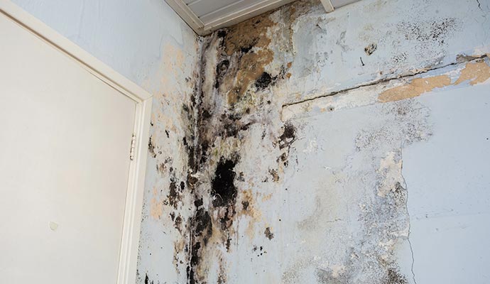 A moldy wall A moldy wall