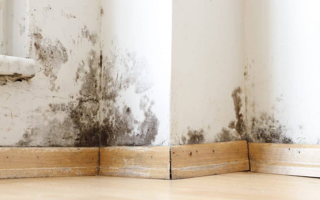 What Types of Mold Grows After Water Enters Your Home Uninvited?